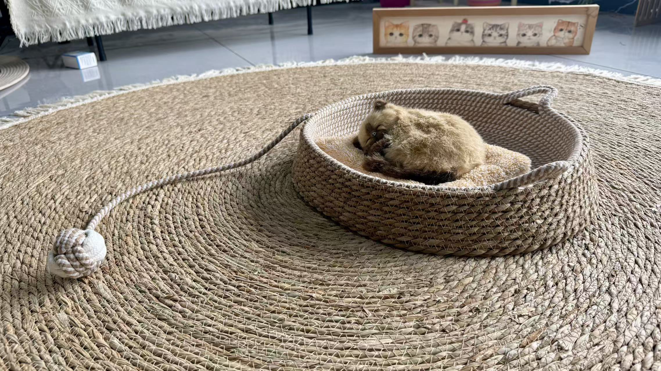 Pet bed-QDSR70008